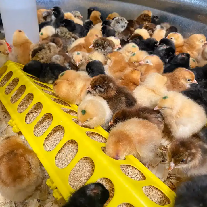 chicks for sale in wimberley, texas