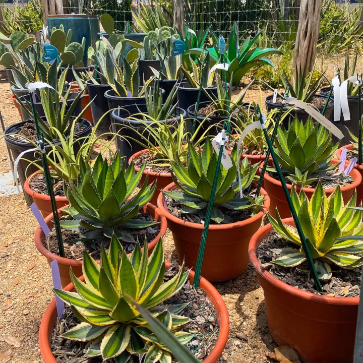 agave plant king feed and hardware wimberley, texas