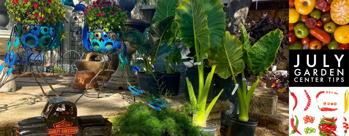 july garden center blog king feed and hardware wimberley texas