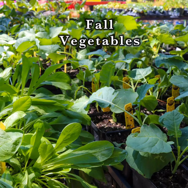 fall vegetable plants for sale