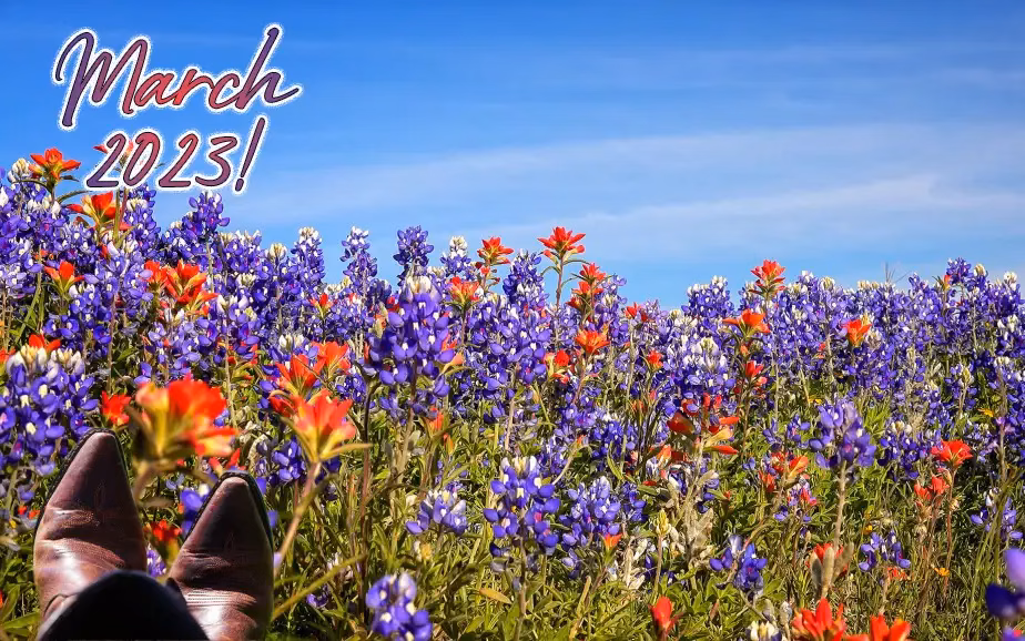 march 2023 king feed wimberley, texas