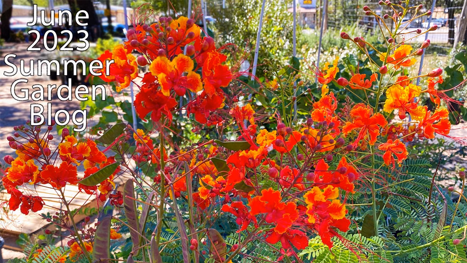 summer garden blog june 2023