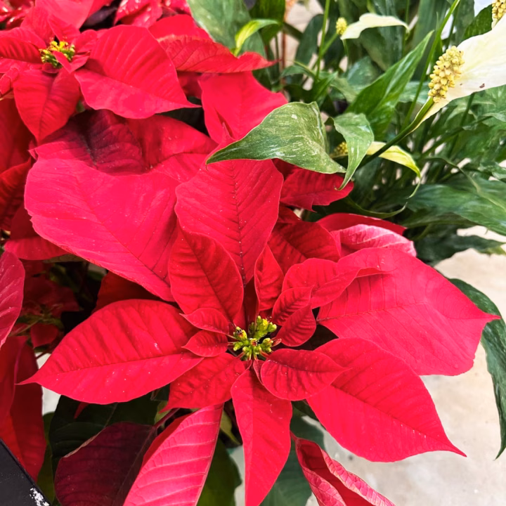 poinsettia plants 2023