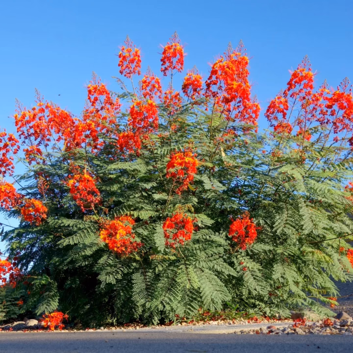 pride of barbados wimberley texas