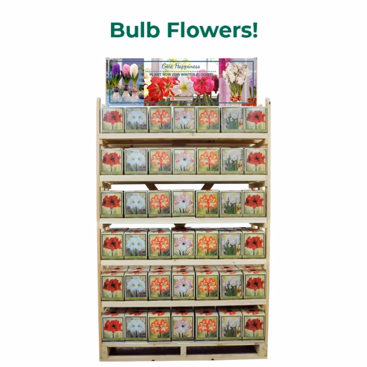 bulb flowers 2024